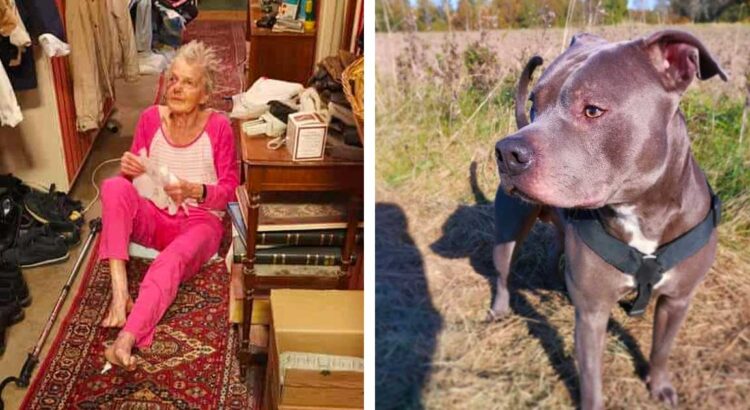 Senolė visada bijojo kaimynystėje gyvenančio šuns, tačiau vieną dieną keturkojis puolė prie močiutės namų ir parodė savo šeimininkui, kad kažkas ne taip