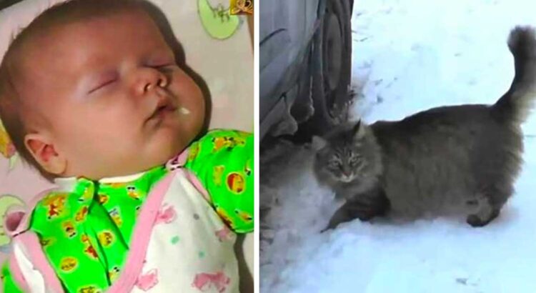 Kūdikis buvo paliktas sušalti, tačiau atvykę medikai liko priblokšti nuo to, ką padarė viena benamė katė