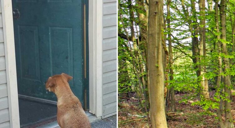 Vyrai linksmai šventė sodyboje, tačiau vienu metu pamatė prie durų stovinčią šunytę. Jie nusprendė pasekti šunį į mišką ir liko apstulbę nuo pamatyto vaizdo